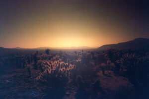 Cholla Cactus Garden photo