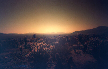 Cholla Cactus Garden by Jon Passow Cholla Cactus Garden photo