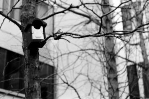 Birdhouse using a 1971 Helios 44-2 Zebra (Belomo) lens from the USSR.