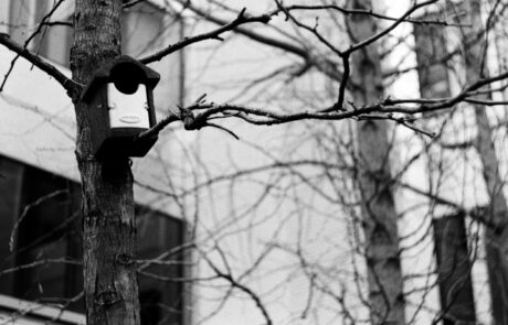 Birdhouse using a 1971 Helios 44-2 Zebra (Belomo) lens from the USSR.