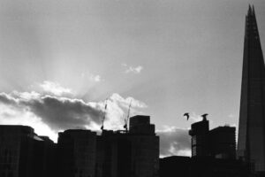 Shard, bird, sunset.
