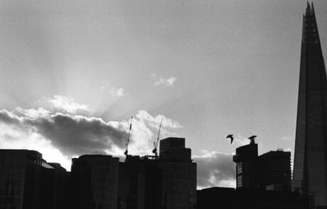 Shard, bird, sunset.